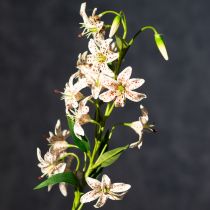 Itens Lírio artificial em formato de haste, para decoração elegante e de baixa manutenção, 82 cm, 2 peças.