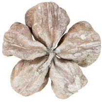 Itens Landlotus Branco Lavado 6-12cm 50 unidades