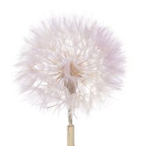 Itens Dente-de-leão gigante, flor decorativa seca para design de interiores moderno, 12 cm, pacote com 4 unidades.