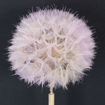 Itens Dente-de-leão gigante, flor decorativa seca para design de interiores moderno, 12 cm, pacote com 4 unidades.