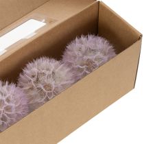 Itens Dente-de-leão gigante, flor decorativa seca para design de interiores moderno, 12 cm, pacote com 4 unidades.