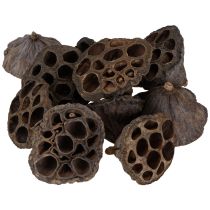 Itens Bulbo de lótus pequeno 100 unidades natural