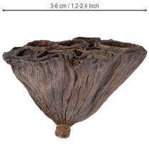 Itens Bulbo de lótus pequeno 100 unidades natural