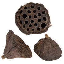 Itens Pistão de lótus médio 100 unidades natural