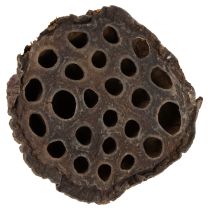 Itens Pistão de lótus médio 100 unidades natural