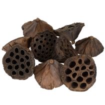 Itens Pistão de lótus médio 100 unidades natural