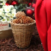 Itens Cones Maritima creme-baunilha misto 5-18cm 25 unidades