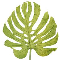 Itens Folhas de Monstera secas para decoração de janela H50cm 5 peças