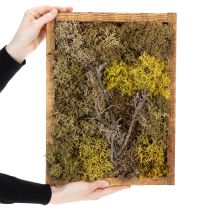 Itens Quadro de musgo, quadro de musgo verdadeiro com moldura, preservado, 40×30cm