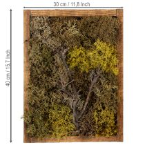 Itens Quadro de musgo, quadro de musgo verdadeiro com moldura, preservado, 40×30cm