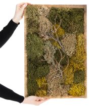 Itens Quadro de musgo, musgo e galhos preservados, naturais, 60×40cm