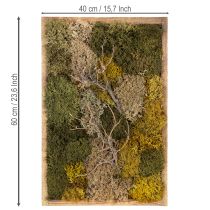 Itens Quadro de musgo, musgo e galhos preservados, naturais, 60×40cm
