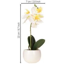 Itens Orquídeas artificiais em vaso mini orquídeas brancas Ø7cm H22cm