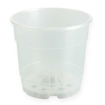 Itens Vaso para orquídeas transparente Ø15cm 10 unidades