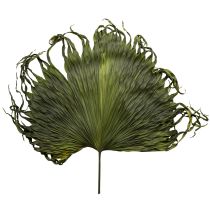 Itens Folhas de palmeira secas decoração Saribus verde 45cm 5 peças