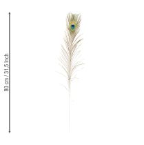 Itens Decoração de penas de pavão, penas de pássaros reais, comprimento 75-85 cm, 8 peças