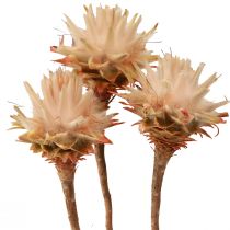 Itens Leucospermum Plumosum Silver Tree Blossoms Light 25 unidades