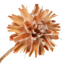 Itens Leucospermum Plumosum Silver Tree Blossoms Light 25 unidades