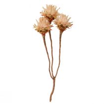 Itens Leucospermum Plumosum Silver Tree Blossoms Light 25 unidades
