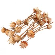 Itens Leucospermum Plumosum Silver Tree Blossoms Light 25 unidades