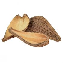 Itens Cápsulas de frutas e sementes Pradeep Pods 9-12 cm naturais 50 peças