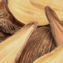 Itens Cápsulas de frutas e sementes Pradeep Pods 9-12 cm naturais 50 peças