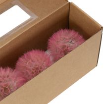 Itens Flores secas gigantes de dente-de-leão, decoração elegante para casa, 12 cm, 4 peças