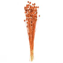 Itens Flores secas cardo seco morango cardo laranja 100g