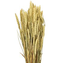 Itens Trigo em cacho natural decorativo 1 cacho 150g