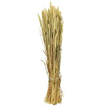 Itens Trigo em cacho natural decorativo 1 cacho 150g