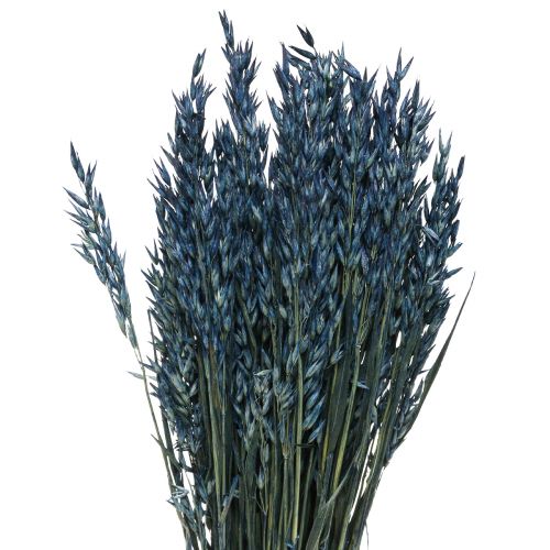 Flores secas, aveia grão seco decoração azul 68cm 230g