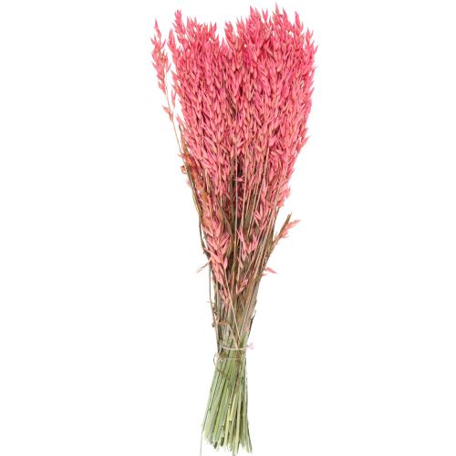 Floristik24 Flores secas, aveia grão seco decorativo rosa 65cm 160g