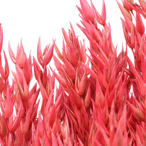Floristik24 Flores secas, aveia grão seco decorativo rosa 65cm 160g