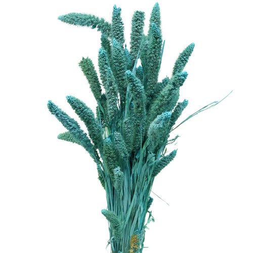 Floristik24 Flores secas, Setaria Pumila, milho azul 65cm 200g