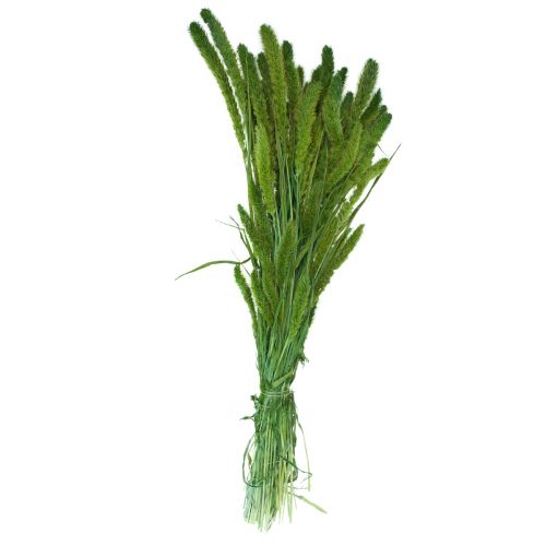 Itens Flores secas, Setaria Pumila, cerdas milheto verde 75cm 170g