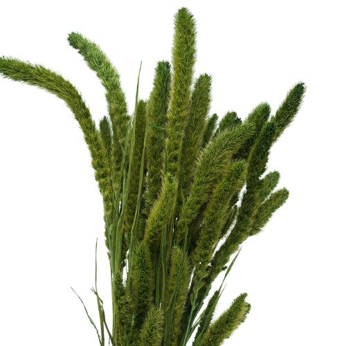 Flores secas, Setaria Pumila, cerdas milheto verde 75cm 170g