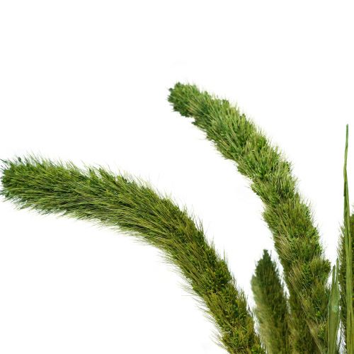 Itens Flores secas, Setaria Pumila, cerdas milheto verde 75cm 170g