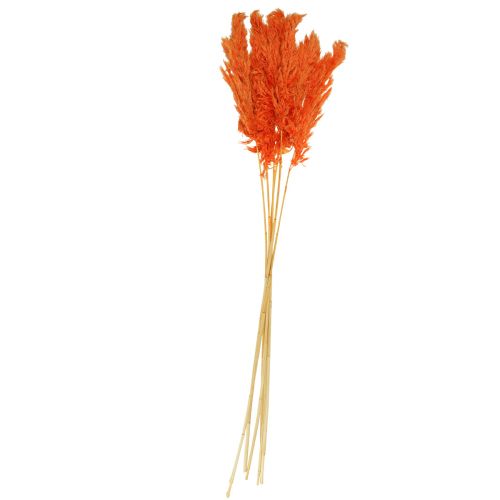 Floristik24 Decoração de grama de pampa laranja seca floricultura seca 72 cm 6 unidades
