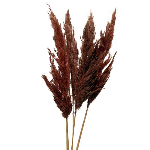 Floristik24 Erva dos pampas deco seco vermelho marrom seco florística 70 cm 6 pçs