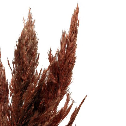 Itens Erva dos pampas deco seco vermelho marrom seco florística 70 cm 6 pçs