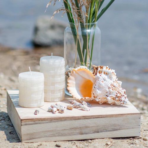 Floristik24 Caracol do mar caracol sapo gigante natureza 18-20cm