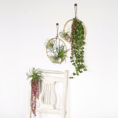 Itens Planta suspensa Sedum 'Rubin' – suculenta decorativa e fácil de cuidar 43 cm 3 unidades.