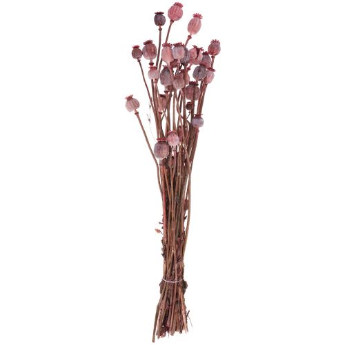 Floristik24 Flores secas cápsulas de papoula secas vermelho deco 80g