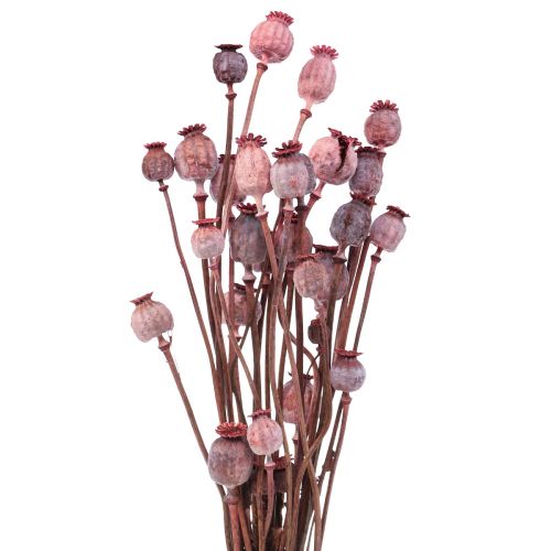 Floristik24 Flores secas cápsulas de papoula secas vermelho deco 80g