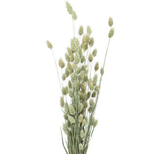 Floristik24 Ervas secas Phalaris natureza florística seca seca 55cm 80g