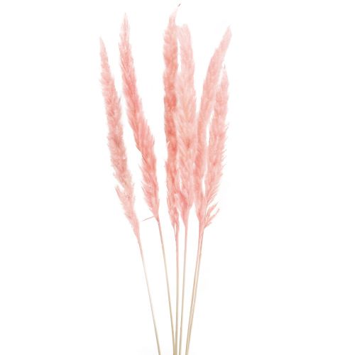 Floristik24 Erva dos pampas deco, capim dos pampas seco capim dos pampas rosa 72 cm 6 pçs