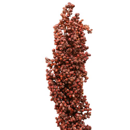 Floristik24 Flores Secas Sorgo Milho Laranja Flores Secas 70cm 3 unidades