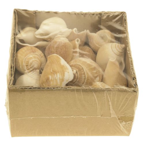 Floristik24 Conchas de Caracol Deco Caracol Marrom Marrom Branco 3,5-5cm 250g