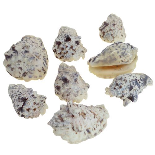 Conchas de caracol deco caracóis marinhos naturais 5,5-7,5cm 250g