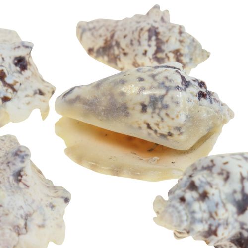 Conchas de caracol deco caracóis marinhos naturais 5,5-7,5cm 250g